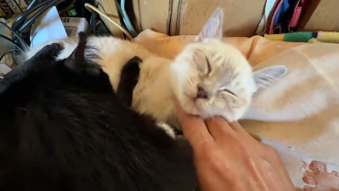 ご機嫌、シャムの子ネコ雫ちゃん。黒猫くーとウp主のWナデナデ