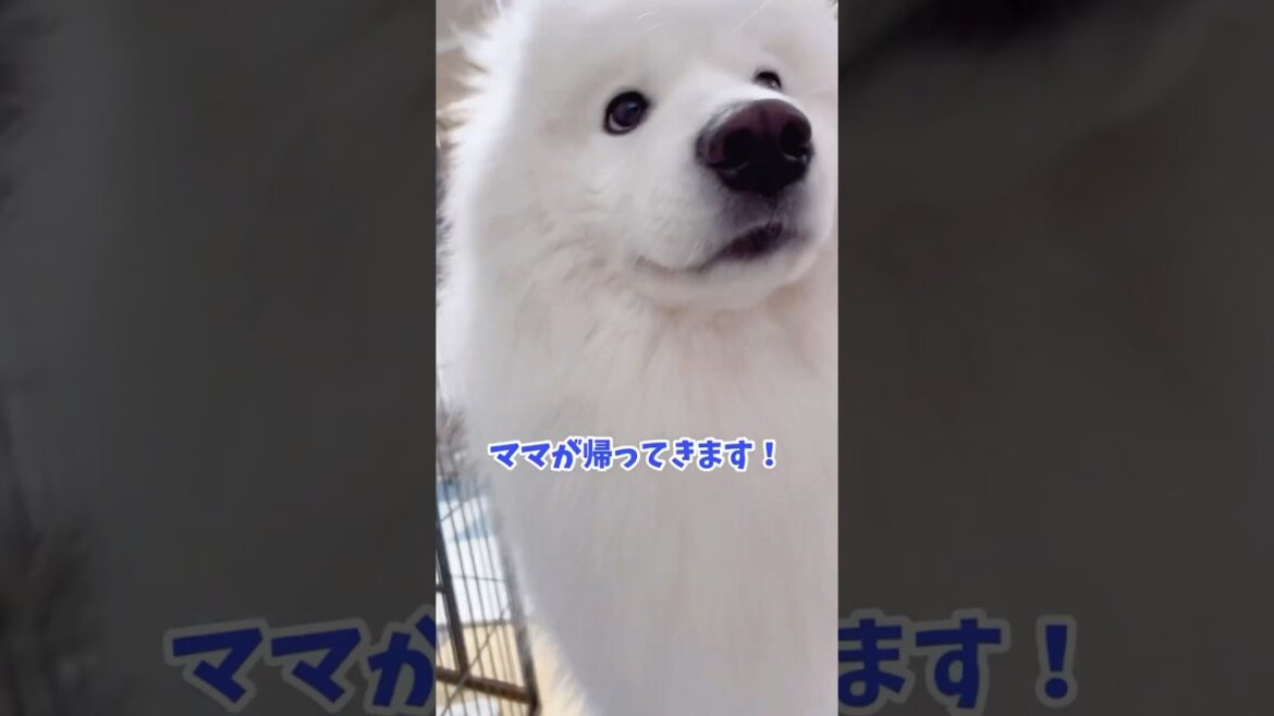 ママの帰宅を知った大型犬の反応が可愛い #samoyed #サモエド #癒し