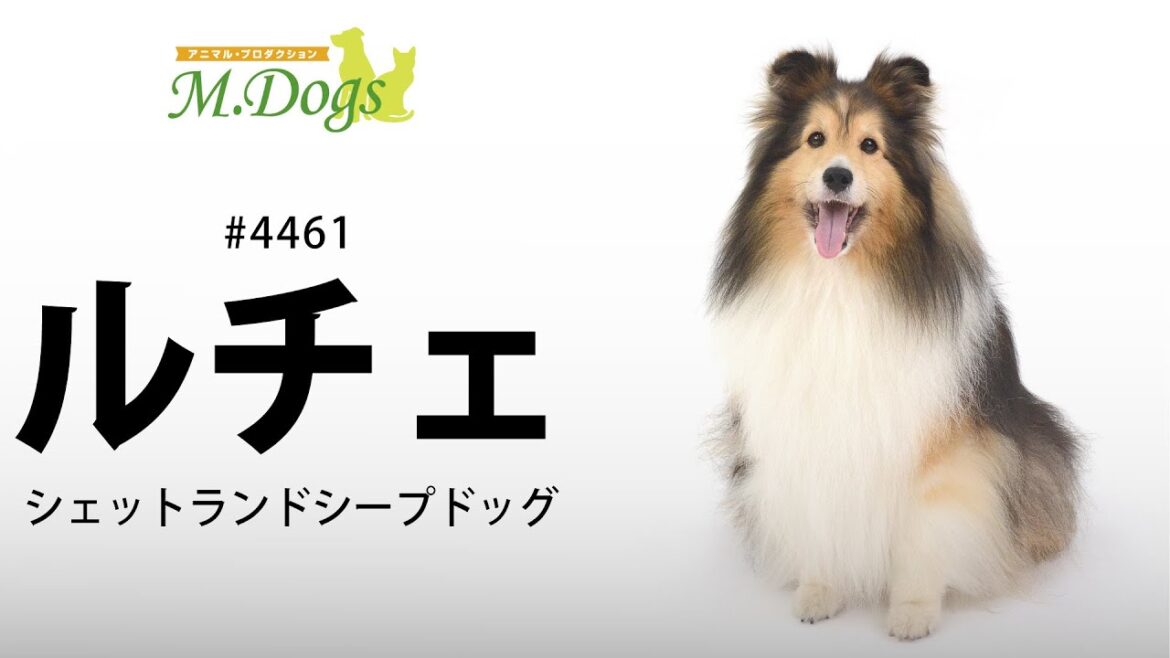 ペットモデル #4461 シェットランドシープドッグ「ルチェ」テクニカル動画【支持で吠えろ】