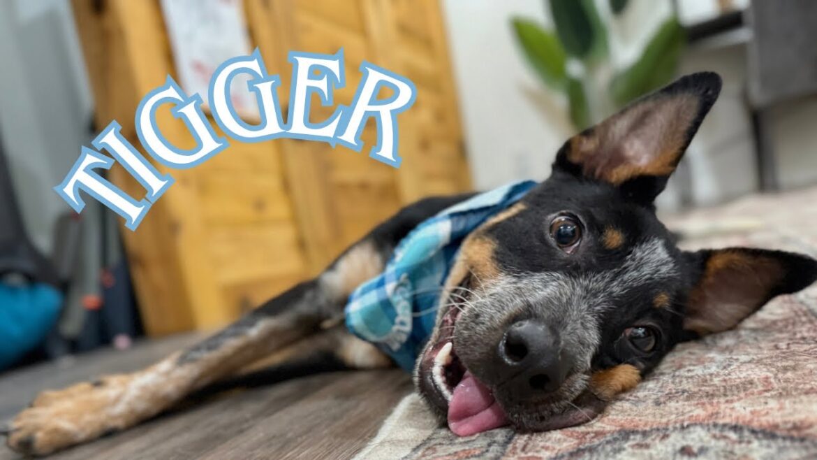 ティガーに会いましょう!最高に幸せな男の子です!🧡💙 ティガーに会いましょう!最高に幸せな男の子です!🧡💙