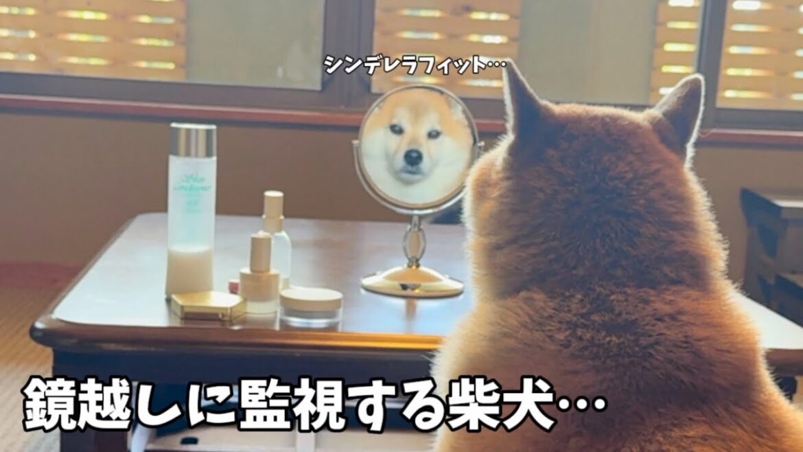 【鏡にシンデレラフィットする柴犬】鏡越しに監視する姿がホラーすぎました…