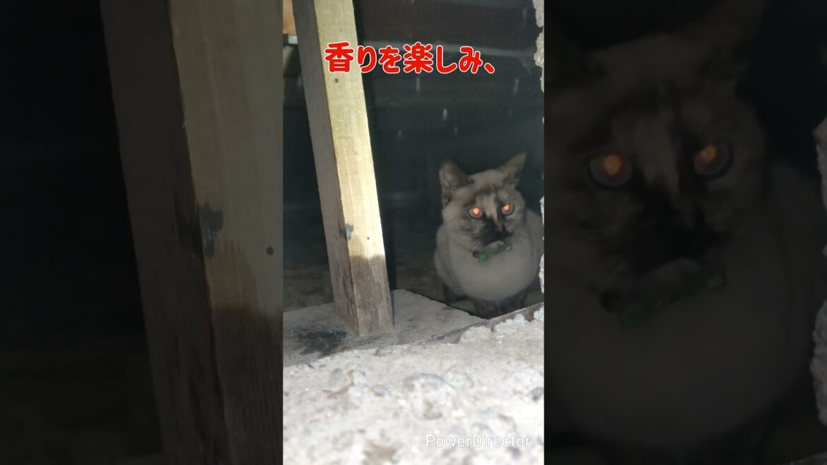 メシの支度　#シャムミックス