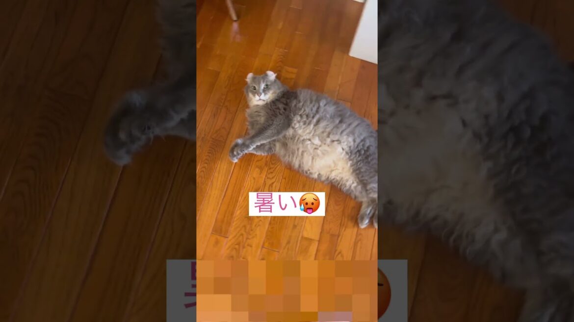 毎日暑いね #アメリカンカール #猫動画 #shortsvideo