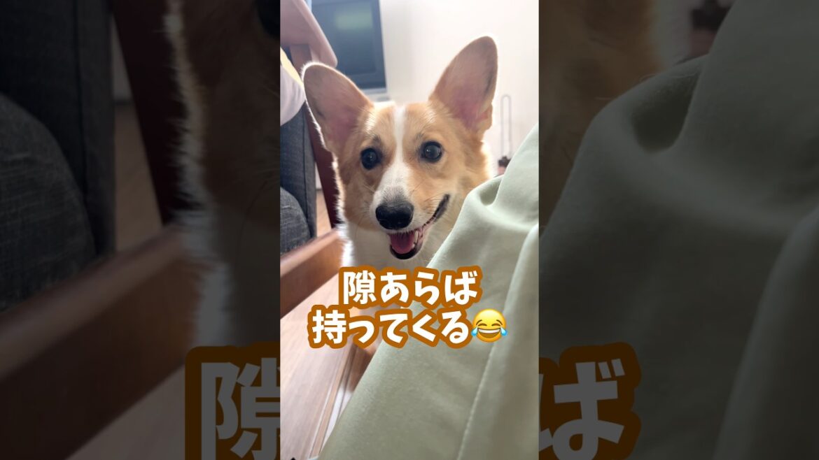 隙を見せた飼い主にすかさず「遊べ」アピールをする犬 #コーギー #ちくわ #shorts