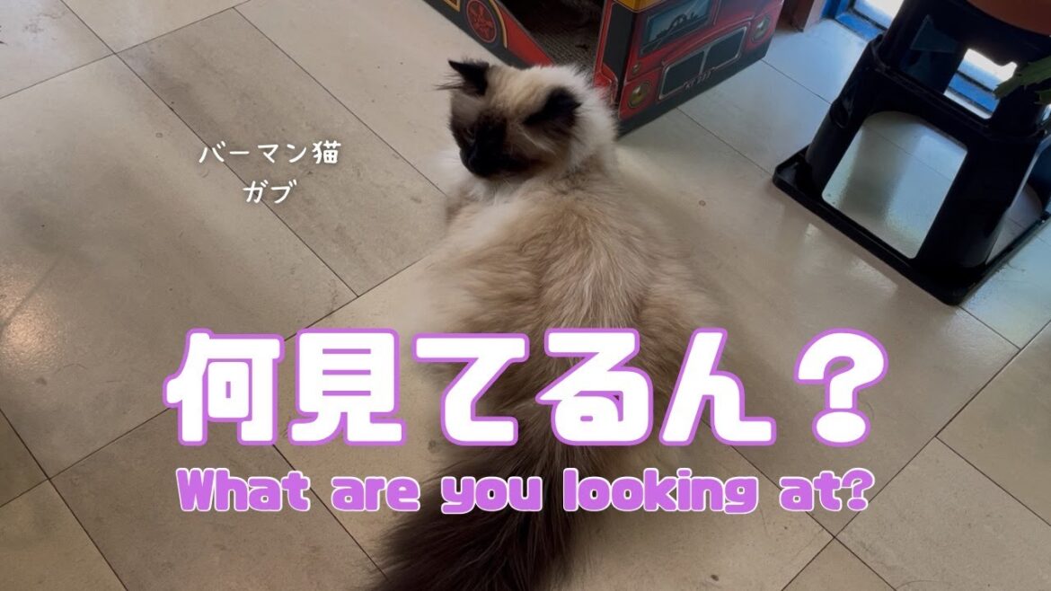 バーマン猫ガブとラフ【何見てるん？】What are you looking at?（バーマン猫）Birman/Cat