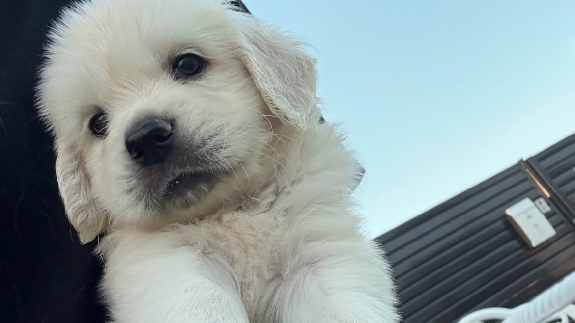 販売中のワンちゃんーーイギリス系ゴールデンレトリバー　男の子♂