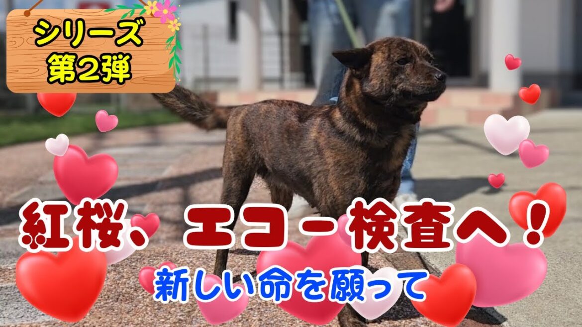 【シリーズ第2弾】甲斐犬・紅桜 エコー検査へ!さらに妊娠から出産までの準備解説 【シリーズ第2弾】甲斐犬・紅桜 エコー検査へ!さらに妊娠から出産までの準備解説
