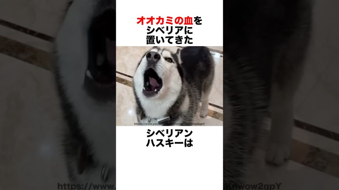 これを見ればシベリアンハスキーが好きになります😘