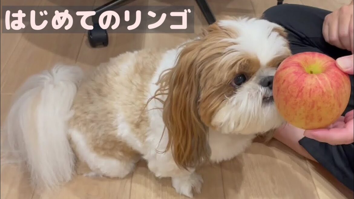 【シーズー】はじめてのリンゴ【Vlog】