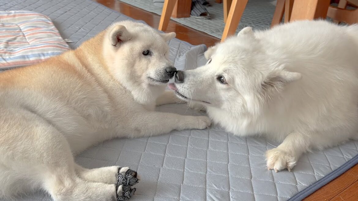 お泊りしてから急激に仲が良くなった柴犬とサモエド