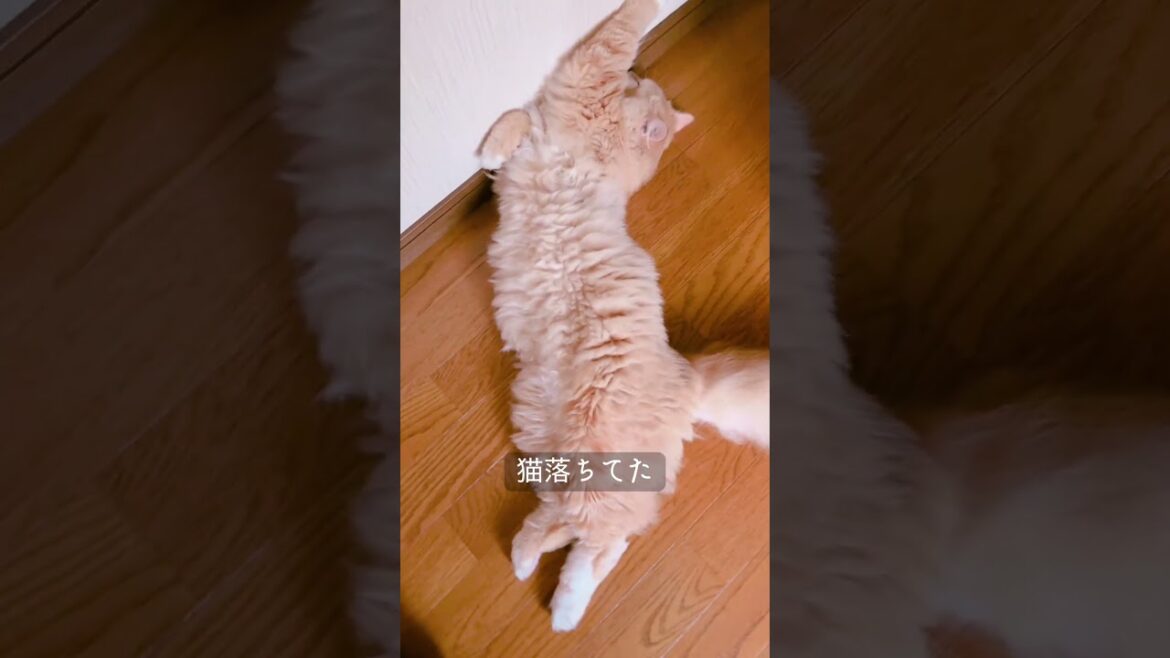 【うちニャン】　#ラガマフィン  #猫のいる暮らし