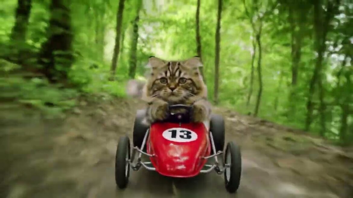 The Speed Trials of Commander Whiskers The Speed Trials of Commander Whiskers