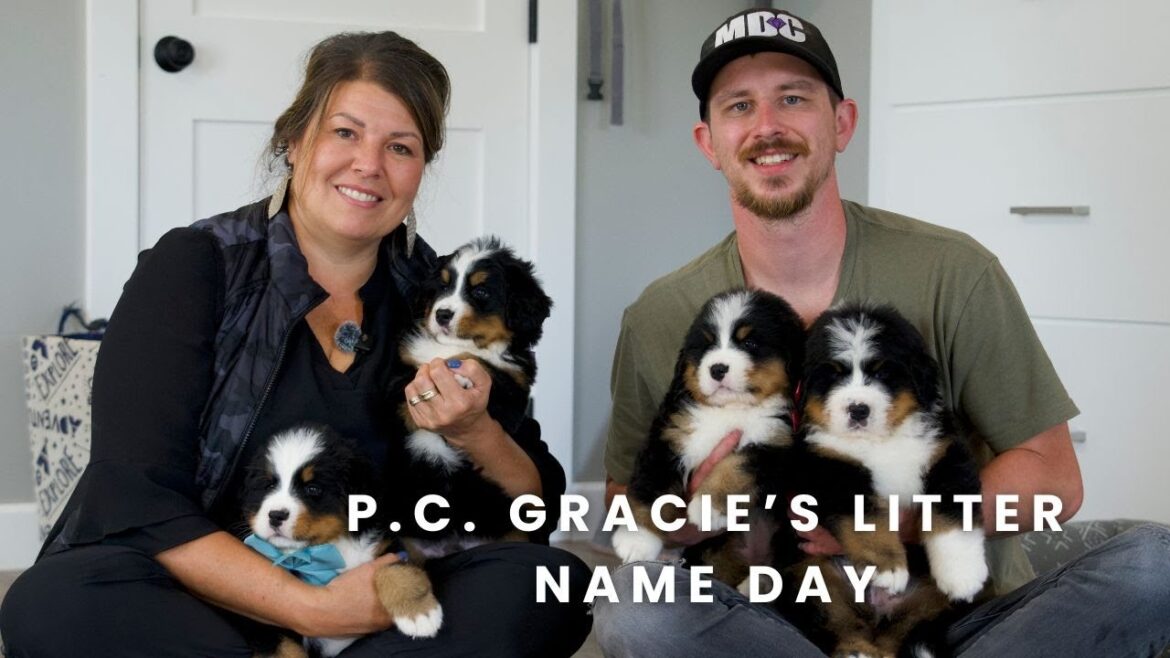 P.C. Gracie’s Bernese Mountain Dog Puppies | Puppy Name Day! P.C. Gracie's Bernese Mountain Dog Puppies | Puppy Name Day!
