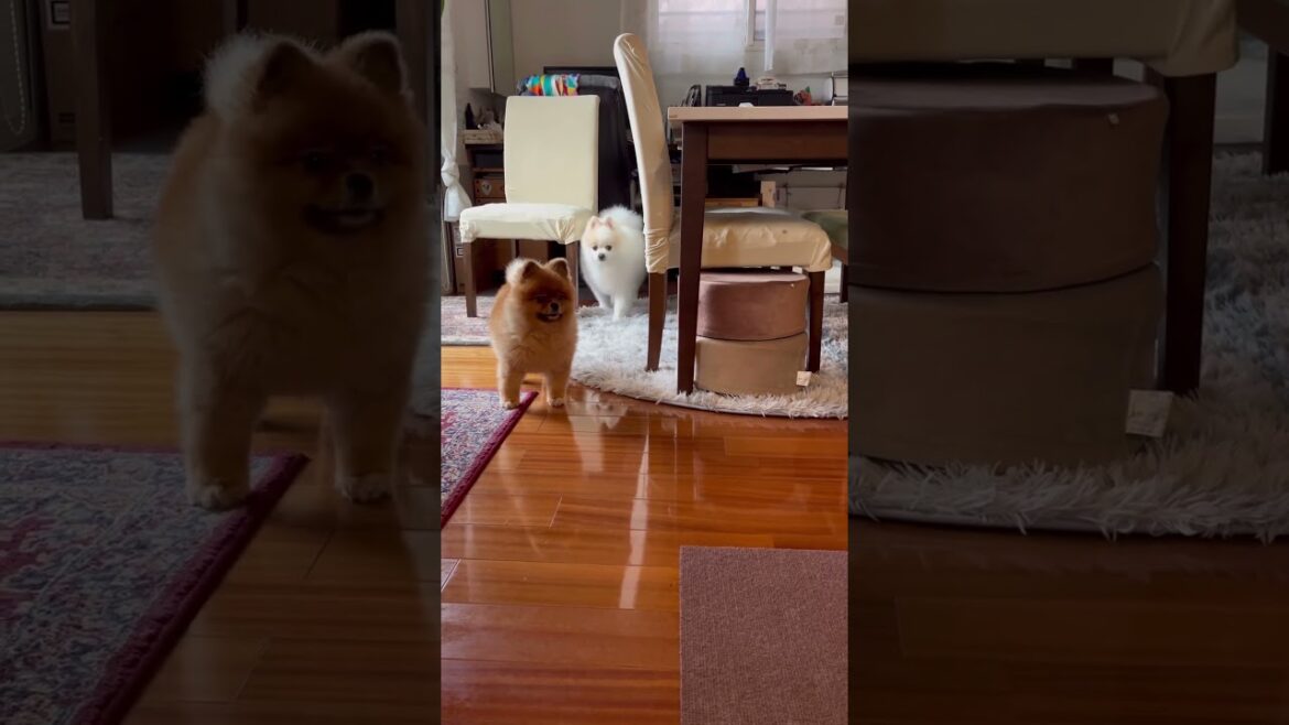 最後のシンクロは完璧w #shorts #ショート動画 #ポメラニアン #pomeranian #デカポメ #元保護犬 #癒し #元気になる動画 #cute #かわいい犬 #ポメのいる生活 #シンクロ