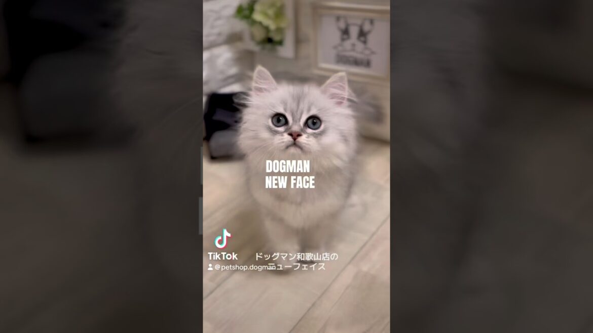 可愛いペルシャの子猫#shorts