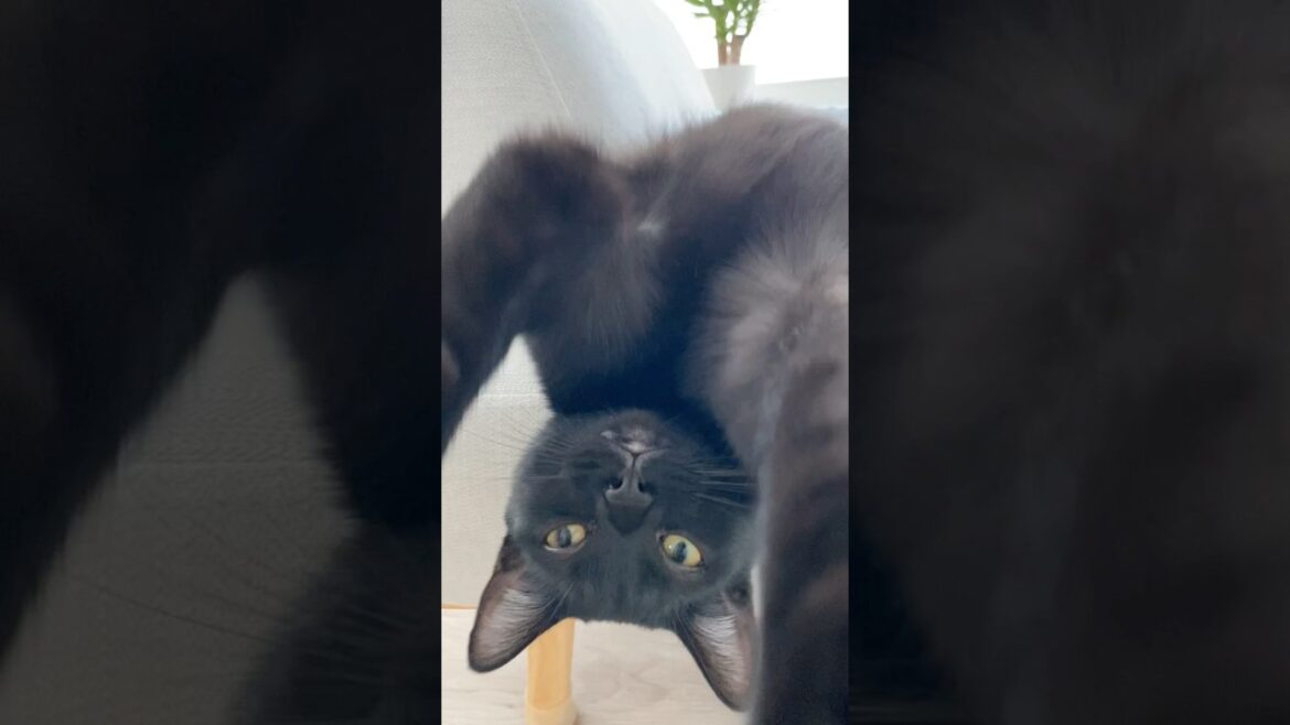 昼下がりの黒猫　#ボンベイ #子猫 #cat #bombay #猫のいる暮らし #ねこのいる生活 #ねこ #ねこ動画 #猫好きさんと繋がりたい #かわいい #癒やし #お昼寝