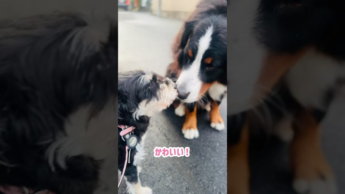 【街のお友達】ミニチュアシュナウザーくんとバーニーズ