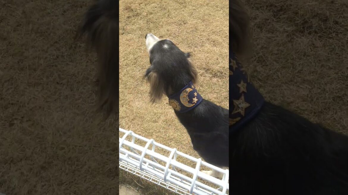 専門学校時代の思ひ出 #犬 #サルーキ #dog