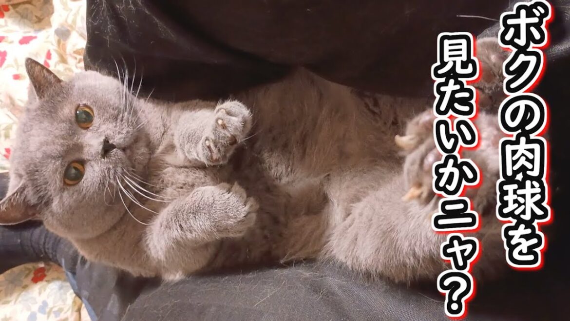 【保護猫】甘えん坊猫の肉球を見てみたい【ブリティッシュショートヘア】 【保護猫】甘えん坊猫の肉球を見てみたい【ブリティッシュショートヘア】