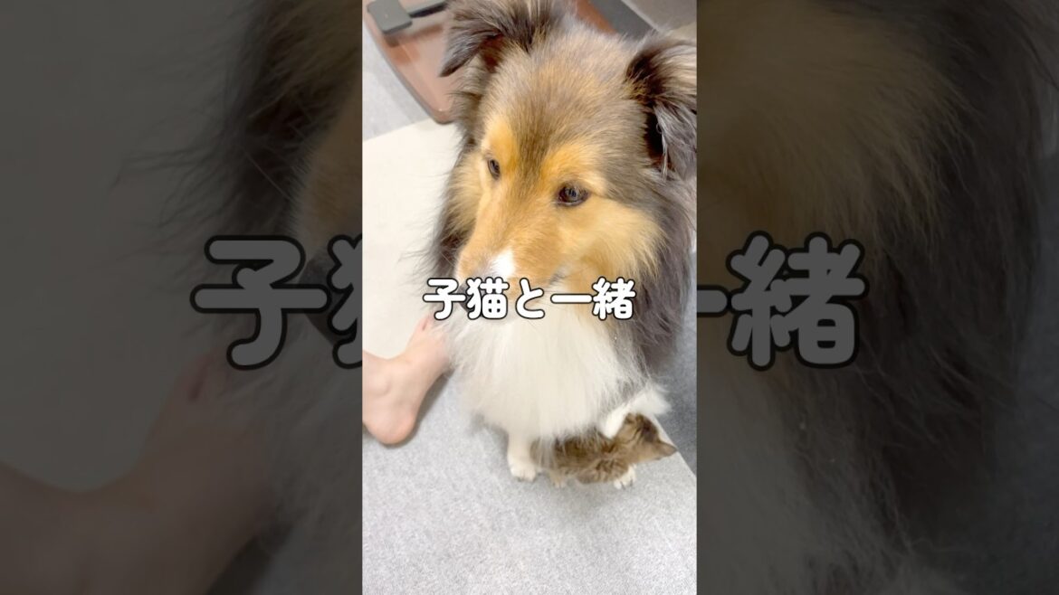 子猫と一緒に過ごす犬　#シェルティ #かわいい #癒し