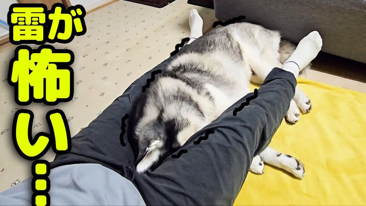突然の落雷にガタガタ震え飼い主の股の中に納まるハスキー犬がこちら