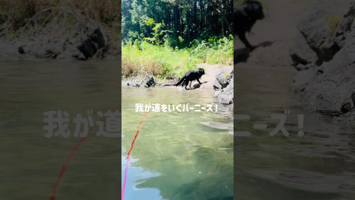川遊び‼️我が道をいくバーニーズと転びそうになる飼い主💦