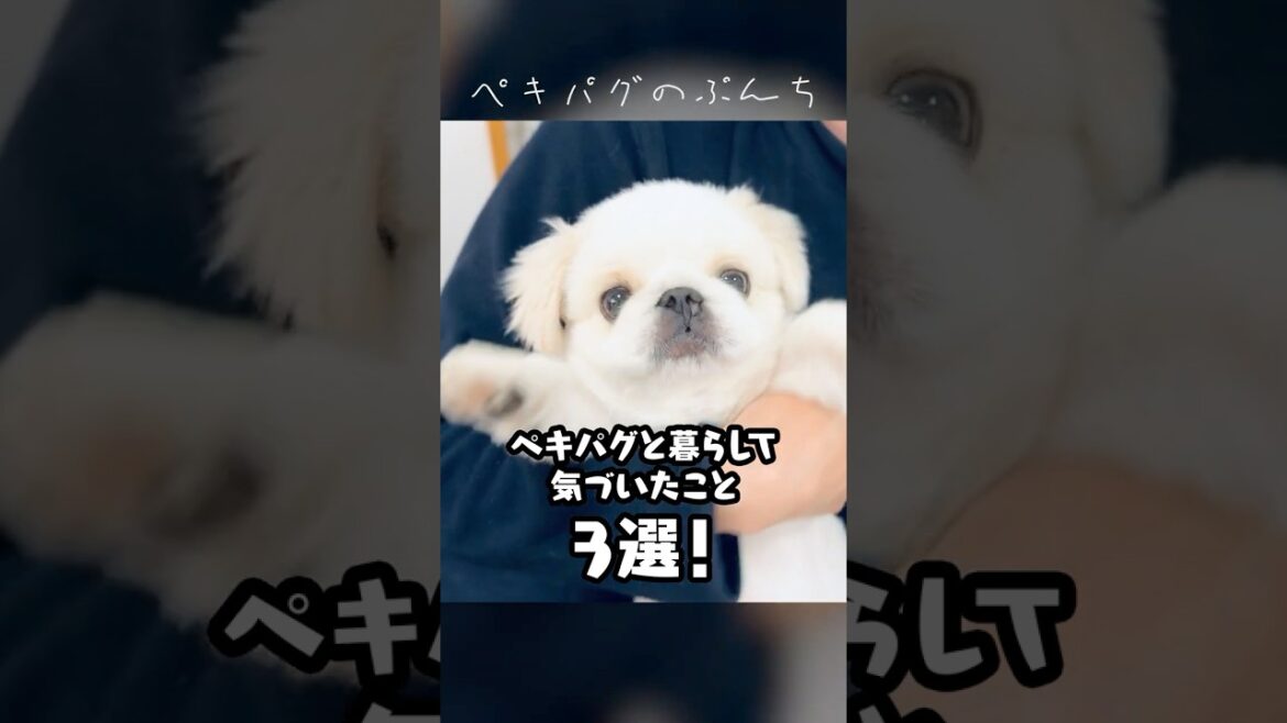 ペキパグと暮らして気づいたこと3選。【子犬/ペキニーズ×パグ/ミックス犬】 #pekingese #pug #puppy ペキパグと暮らして気づいたこと3選。【子犬/ペキニーズ×パグ/ミックス犬】 #pekingese #pug #puppy