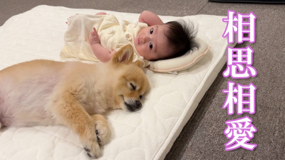 まるで本当の兄妹のように寄り添って眠るポメラニアンが可愛過ぎました…