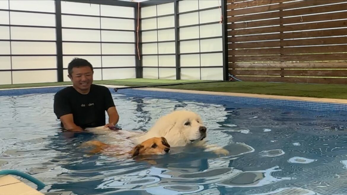 飼い主がうるさいので仕方なくプールに入る我が子達