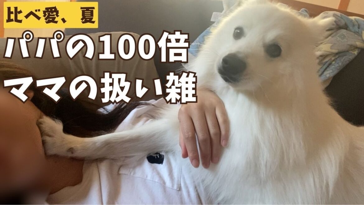 【比べ愛、夏】8月を振り返ったら日本スピッツによるパパとママの扱いの差がすごすぎた