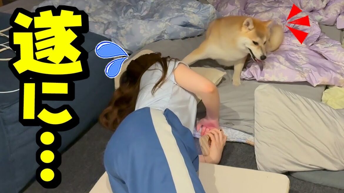 とうとう柴犬が娘を超える日が来てしまいました… とうとう柴犬が娘を超える日が来てしまいました…
