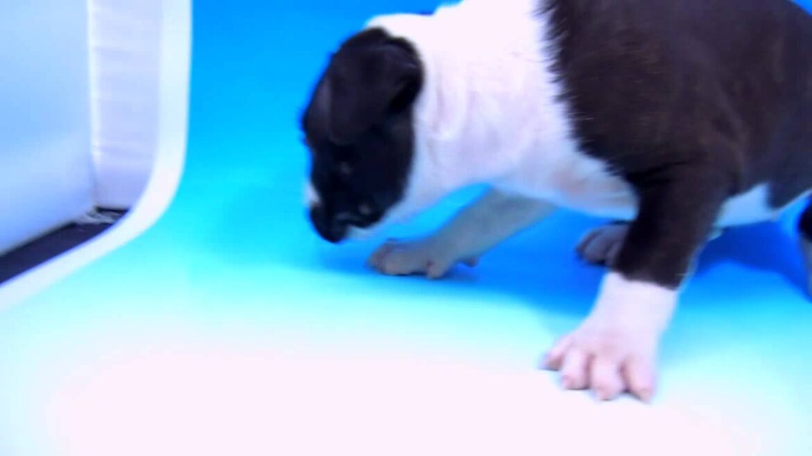 12029　ミニチュアブルテリア　ワンラブ　名古屋市　ペットショップ.mpg