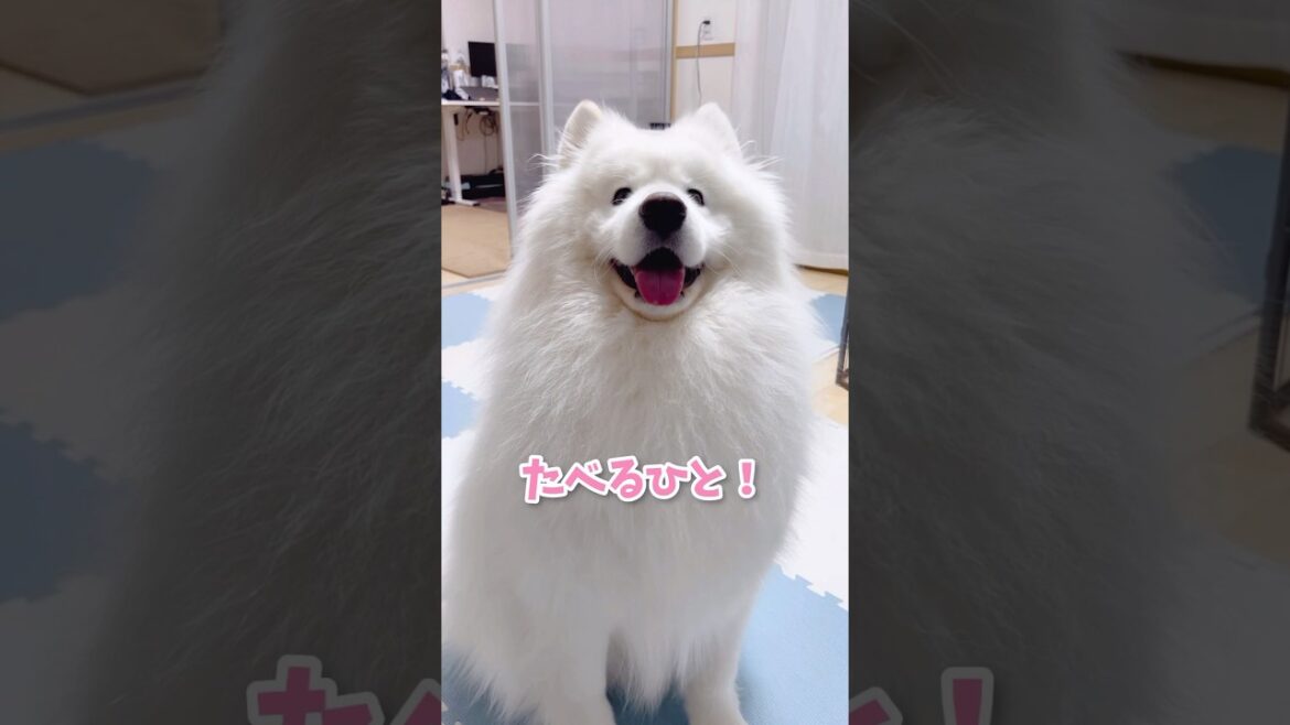 ママの頭から採れたささみ食べる…？笑 サモエド #サモエド #samoyed #癒し