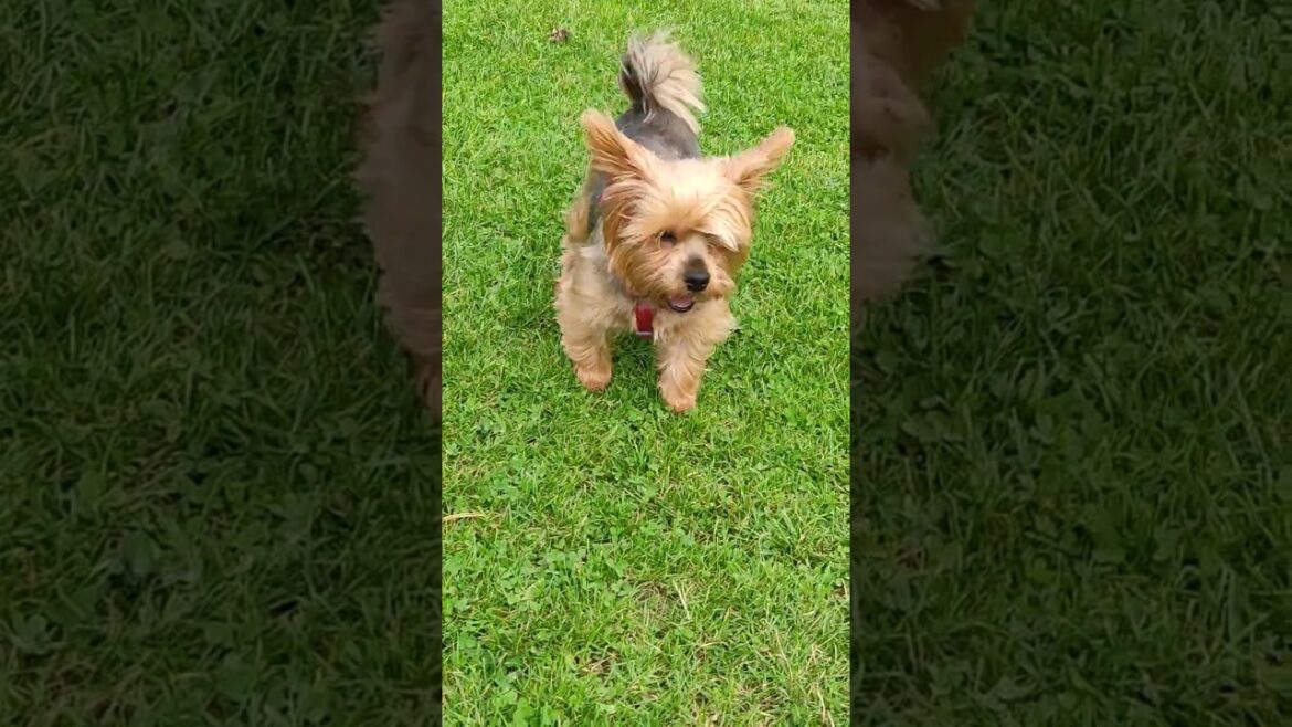 ヨーキーのルーシーがごろごろ転がる様子をご覧ください