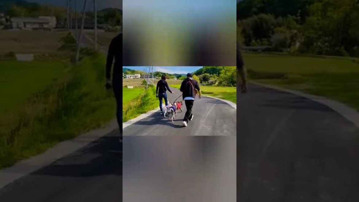 ウィペットのカイト君！家族に会いに福岡から山口まで行ってみた！Whippet KAITO goes to meet his Brothers !!(Sweet and Cute Dog Family)