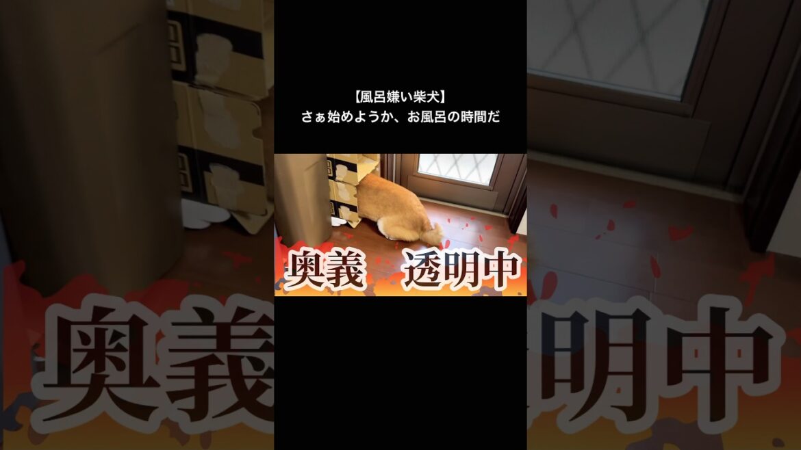 全貌はロング動画へ♪ #柴犬ロック #柴犬ボブ #柴犬