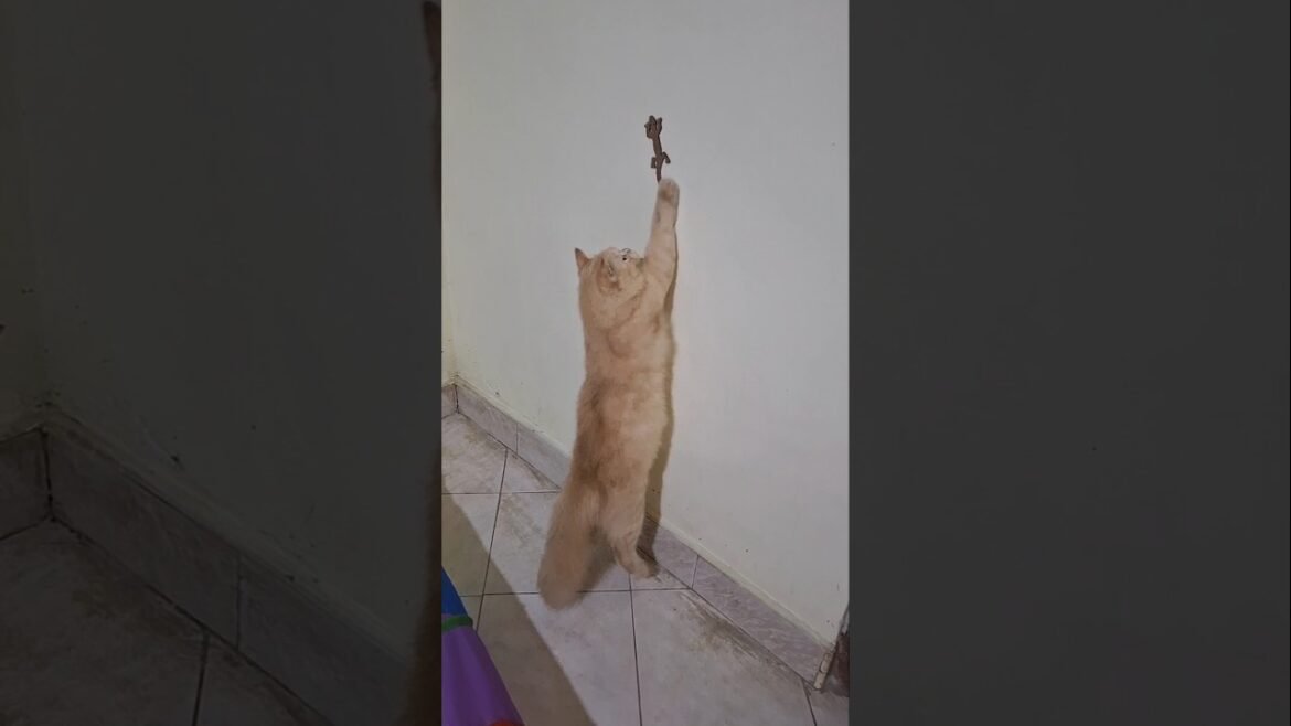 රැවටුනා නොවේ මා විශ්වාස කළා | පූසාට පොඩි ප්‍රැන්ක් එකක් කරා | CAT PRANK🙀 #persiancat #prank #kittens