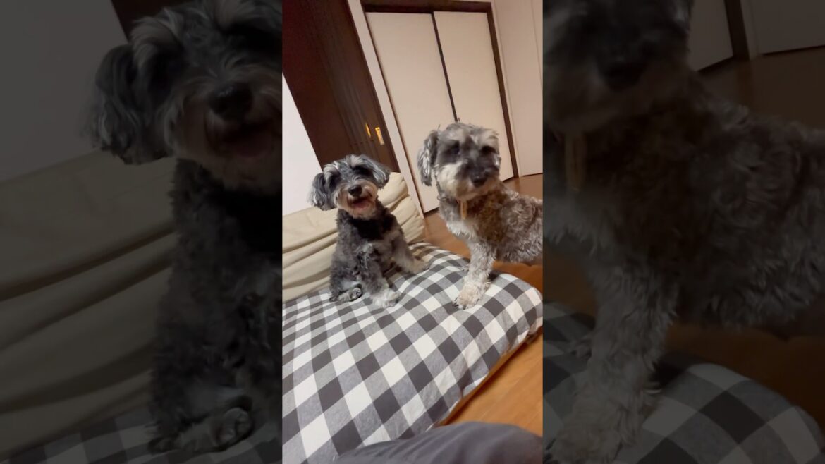 マナちゃん、里帰り&飼い主募集中の保護犬ちゃん #わんこ #シュナウザー #犬のいる生活 #保護犬引き取り #ミニチュアシュナウザー #わんちゃん #保護活動 #ミニシュナ #癒し # かわいい