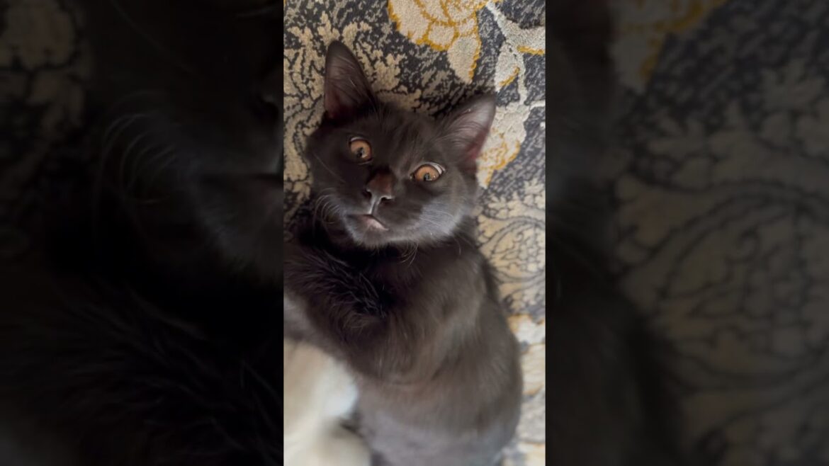 فلفل مراقب نمکه 🐾💤 | Felfel Watching Over Namak 😻 فلفل مراقب نمکه 🐾💤 | Felfel Watching Over Namak 😻