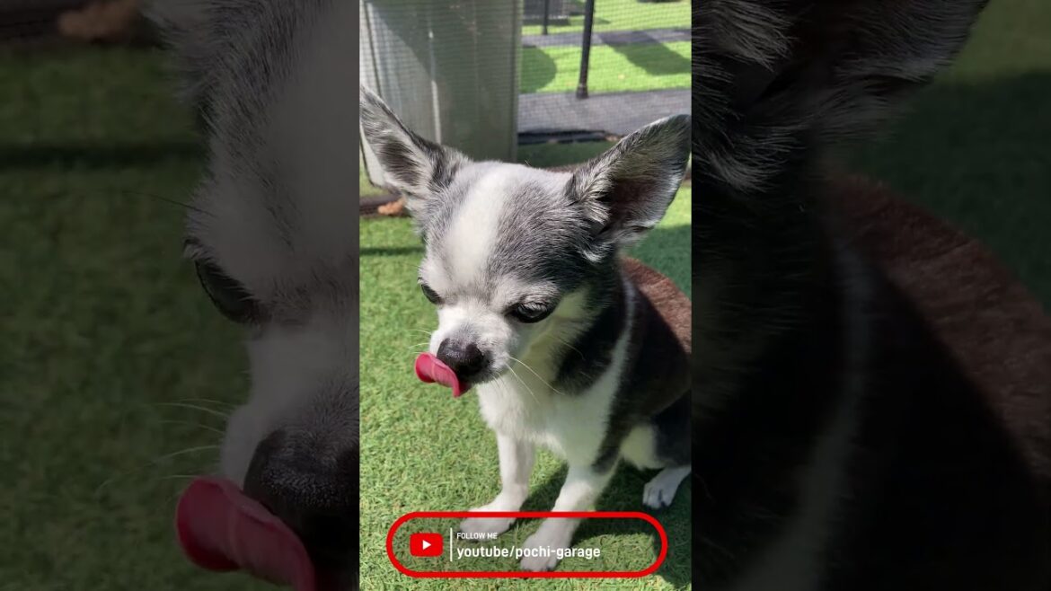 スムースコートチワワ ちび太くんの出番が少ないとお嘆きのあなたに #Shorts #dog