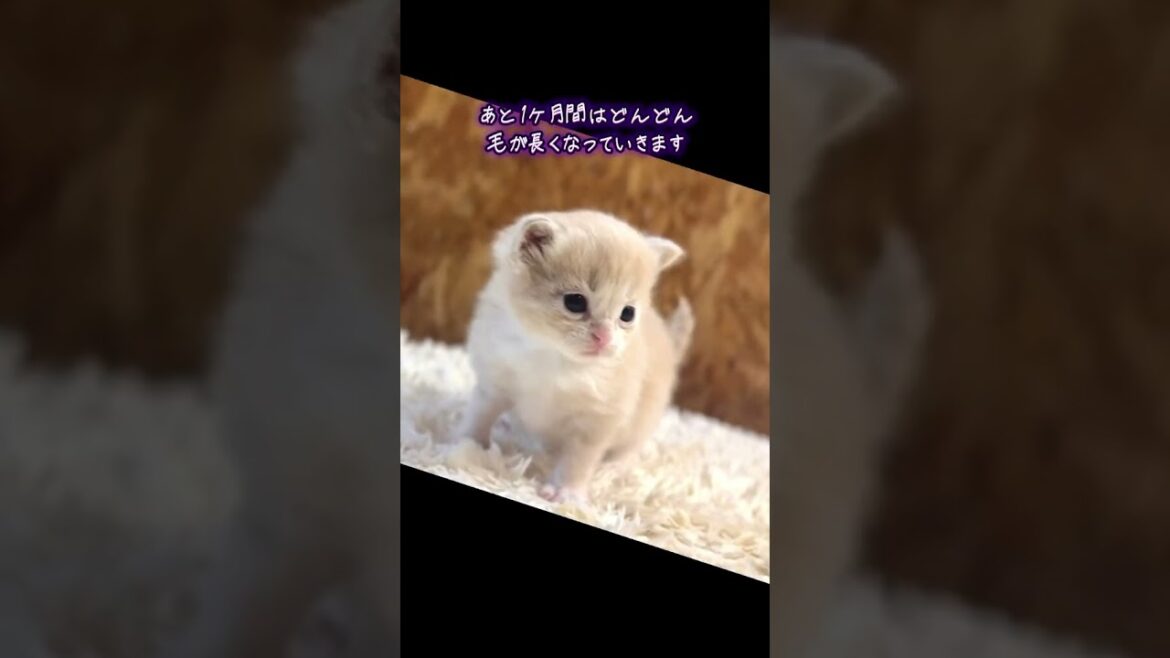 生後24日になった長足マンチキンくん#マンチカン#マンチカンブリーダー#ななはちずルーム #神メソッド #飼い主様募集中
