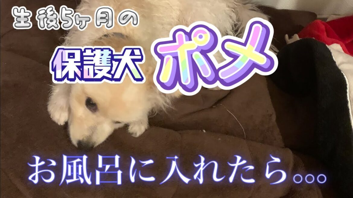 【保護犬飼う前に絶対見て！】あっという間に大きくなる？！ポメラニアンの【成長記録】生後4ヶ月〜9か月頃まで