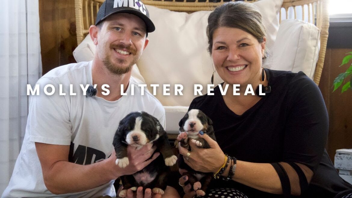 Molly's Bernese Mountain Dog Puppies | Litter Reveal!!