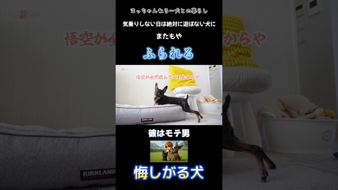 スネた犬 #シーズー #ミニチュアピンシャー#怒る