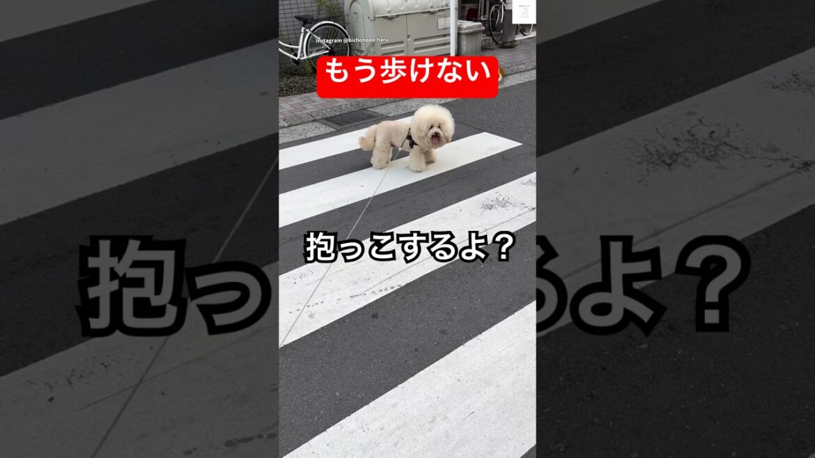 『抱っこするよ？』で急に走り出す犬😂　　　　#ビションフリーゼ #犬　#面白い　#散歩　#犬のいる暮らし
