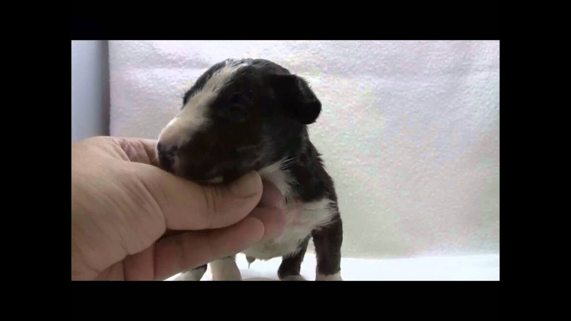 ミニチュアブルテリアの子犬07