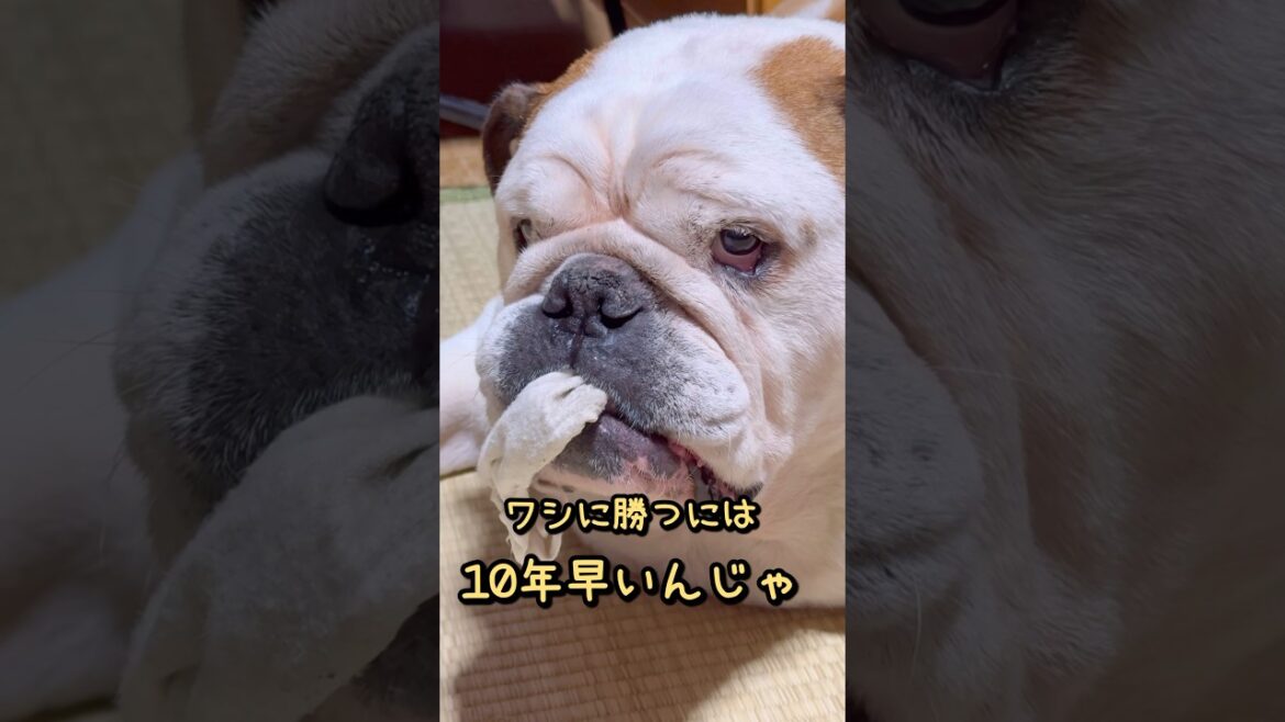酔っ払いの上手をいくブルドッグ#犬のいる生活 #まめりき #ブルドッグまめ