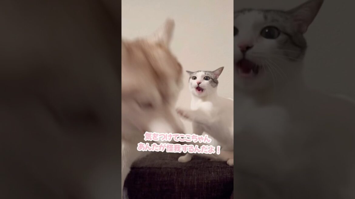 跳び箱にされるハスキー #シベリアンハスキー #ハスキー #猫