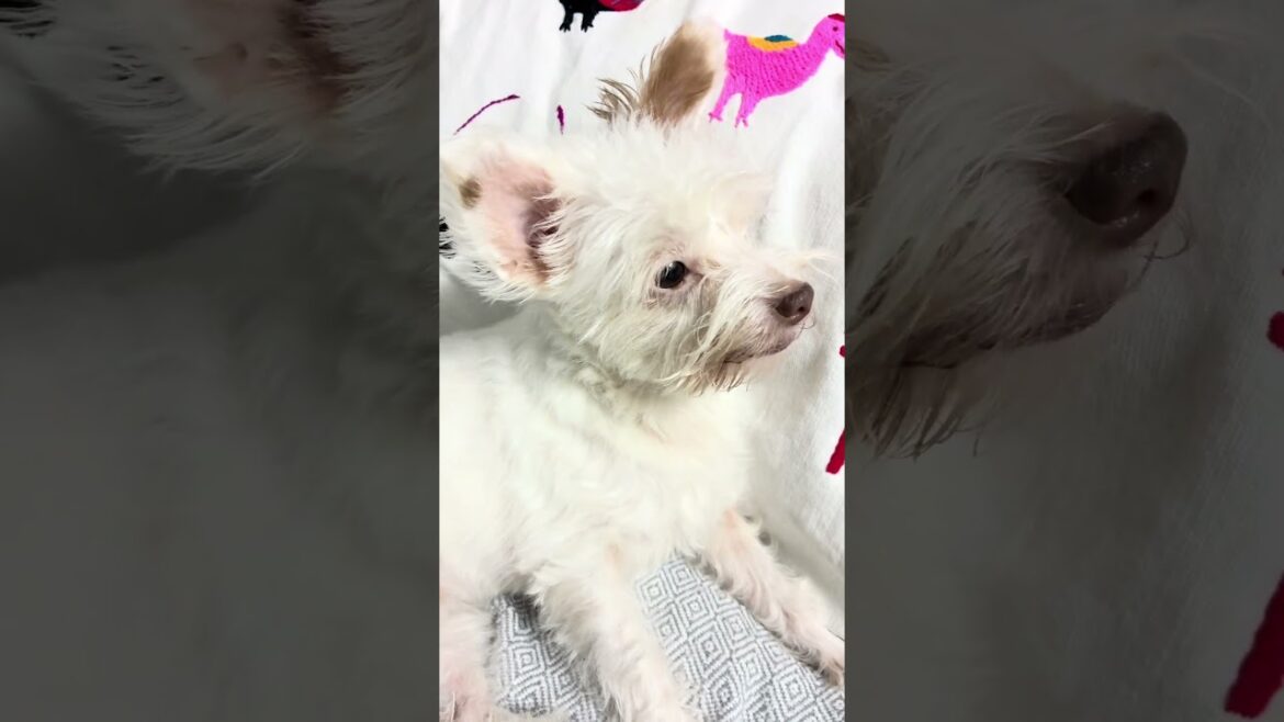 #dog #dogshorts #犬のいる生活 #愛犬