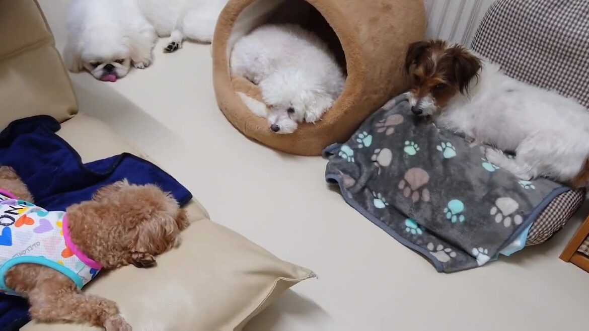 自由に過ごす犬たち 🐶ひみつきちなう!①🐶  2025年9月10日 自由に過ごす犬たち 🐶ひみつきちなう!①🐶  2025年9月10日